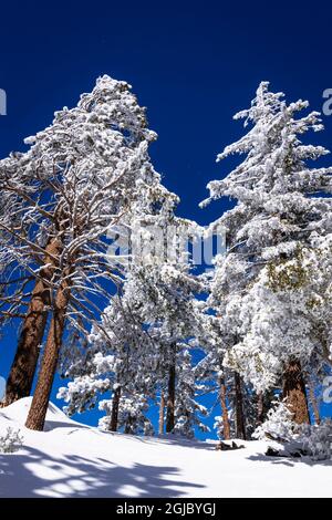 Pins enneigés dans les montagnes de San Bernardino. Forêt nationale de San Bernardino, Californie, États-Unis. Banque D'Images