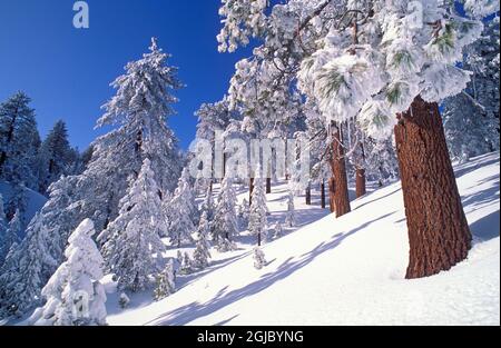 Le givre blanc et poudre de pins Ponderosa, los Padres National Forest, Californie, USA. Banque D'Images