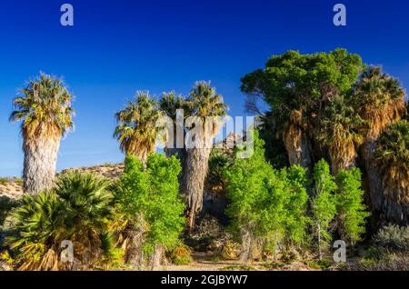 California fan Palms à Cottonwood Spring Oasis, Joshua Tree National Park, Californie, États-Unis. Banque D'Images