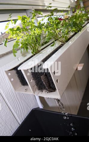 L'hydroponique est un sous-ensemble de l'hydroculture, qui est une méthode de croissance des plantes sans sol en utilisant des solutions nutritives minérales dans un solvant d'eau Foto: Johan Nilsson / TT / Kod 50090 Banque D'Images