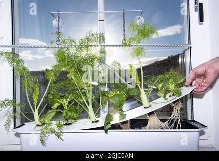 L'hydroponique est un sous-ensemble de l'hydroculture, qui est une méthode de croissance des plantes sans sol en utilisant des solutions nutritives minérales dans un solvant d'eau Foto: Johan Nilsson / TT / Kod 50090 Banque D'Images