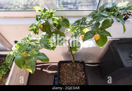 L'hydroponique est un sous-ensemble de l'hydroculture, qui est une méthode de croissance des plantes sans sol en utilisant des solutions nutritives minérales dans un solvant d'eau Foto: Johan Nilsson / TT / Kod 50090 Banque D'Images