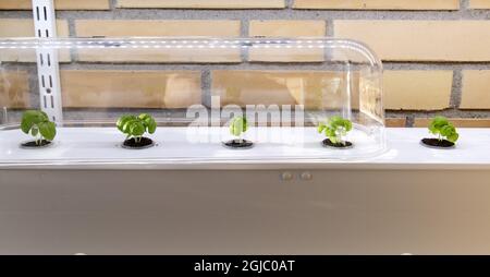 L'hydroponique est un sous-ensemble de l'hydroculture, qui est une méthode de croissance des plantes sans sol en utilisant des solutions nutritives minérales dans un solvant d'eau Foto: Johan Nilsson / TT / Kod 50090 Banque D'Images