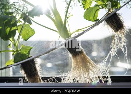 L'hydroponique est un sous-ensemble de l'hydroculture, qui est une méthode de croissance des plantes sans sol en utilisant des solutions nutritives minérales dans un solvant d'eau Foto: Johan Nilsson / TT / Kod 50090 Banque D'Images