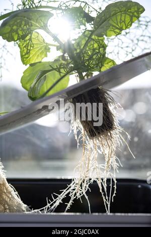 L'hydroponique est un sous-ensemble de l'hydroculture, qui est une méthode de croissance des plantes sans sol en utilisant des solutions nutritives minérales dans un solvant d'eau Foto: Johan Nilsson / TT / Kod 50090 Banque D'Images