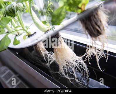 L'hydroponique est un sous-ensemble de l'hydroculture, qui est une méthode de croissance des plantes sans sol en utilisant des solutions nutritives minérales dans un solvant d'eau Foto: Johan Nilsson / TT / Kod 50090 Banque D'Images