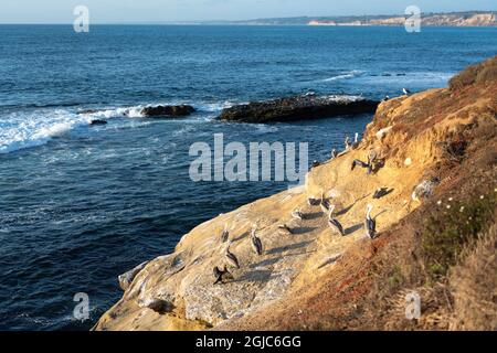 Pélicans se prélassant au soleil sur les rochers côtiers de la Jolla, en Californie. Banque D'Images