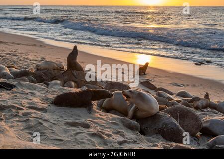 Deux otaries se disputent, l'un s'étirant et d'autres dormant sur les rochers au coucher du soleil à la Jolla, San Diego, Californie. Banque D'Images