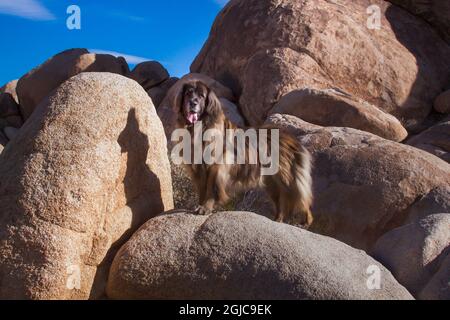 Leonberger sur des blocs de granit Banque D'Images