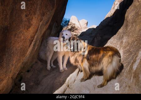 Grandes Pyrénées et Leonberger sur des blocs de granit Banque D'Images