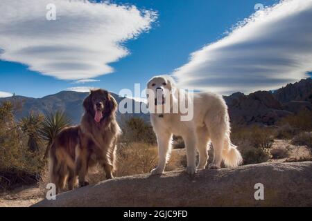 Grandes Pyrénées et Leonberger sur des blocs de granit Banque D'Images