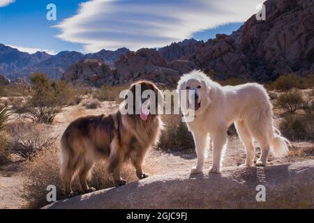 Grandes Pyrénées et Leonberger sur des blocs de granit Banque D'Images