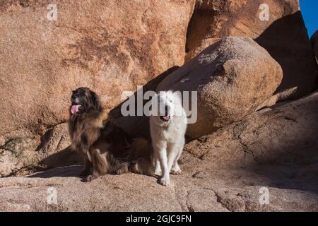 Grandes Pyrénées et Leonberger sur des blocs de granit Banque D'Images