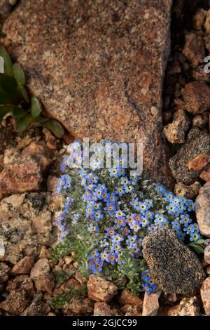 États-Unis, Colorado, Mt. Evans. Fleurs alpines oubliées. Credit AS: Don Gral / Galerie Jaynes / DanitaDelimont.com Banque D'Images