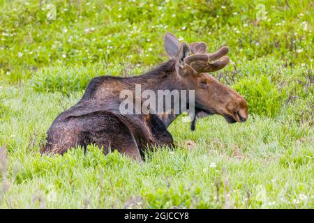États-Unis, Colorado, Cameron Pass. Bull orignal au repos. Crédit comme Fred Lord / Jaynes Gallery / DanitaDelimont.com Banque D'Images