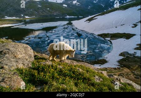 Randonnée de chèvre de montagne près de la rive du lac partiellement gelé Summit, Mount Evans, près de Denver, Colorado, États-Unis. Banque D'Images