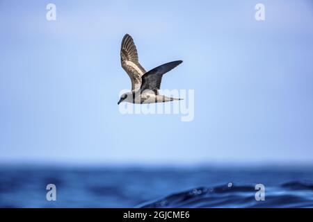 Petrel de Bulwer, petrel d'alt Bulwer, Petrel de Bulwer. (Bulweria bulwerii). Foto: Magnus Martinsson / TT / Kod 2734 Banque D'Images