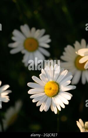 Fleurs de pâquerettes de Shasta fraîches et en fondu Leucanthemum superbum fond sombre Banque D'Images