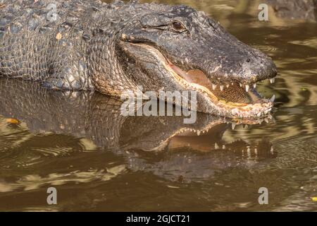 États-Unis, Floride, Anastasia Island, Alligator Farm. Gros plan de l'alligator captif. Crédit : Cathy & Gordon Illg / Jaynes Gallery / DanitaDelimont.com Banque D'Images