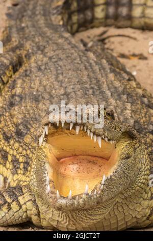 États-Unis, Floride, Anastasia Island, Alligator Farm. Gros plan de l'alligator captif. Crédit : Cathy & Gordon Illg / Jaynes Gallery / DanitaDelimont.com Banque D'Images