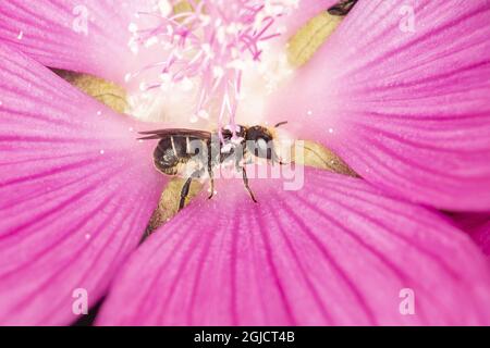 Abeille résine à tête large (Heriades truncorum) hane sur arbre de jardin-malow (Lavatera thuringiaca Foto: Ola Jennersten / TT / Kod 2754 Banque D'Images