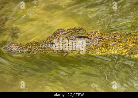 États-Unis, Floride, Anastasia Island, Alligator Farm. Gros plan de l'alligator captif dans l'eau. Crédit : Cathy & Gordon Illg / Jaynes Gallery / DanitaDelimo Banque D'Images