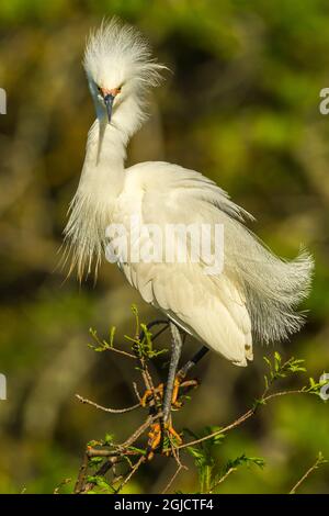 États-Unis, Floride, Anastasia Island, Alligator Farm. L'aigrette neigeux dans le plumage de reproduction. Credit AS: Cathy & Gordon Illg / Jaynes Gallery / DanitaDelimont. com Banque D'Images