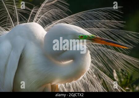 États-Unis, Floride, St. Augustine. Gros plan sur l'Egret. Banque D'Images