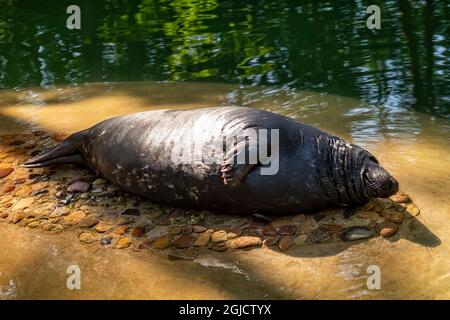 Phoque gris (Halichoerus grypus) couché et chauffé au soleil Banque D'Images