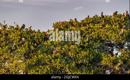Rookery à double crête de cormorans à la réserve naturelle nationale de Ten Thousand Islands dans le parc national des Everglades, Floride, États-Unis Banque D'Images