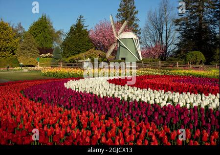 WA19607-00...WASHINGTON - des tulipes fleurissent autour des moulins à vent dans les jardins de démonstration de RoozenGaarde pendant le festival de la tulipe de la vallée de Skagit. Banque D'Images