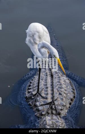 Great Egret à cheval sur le dos d'Alligator, Floride Banque D'Images