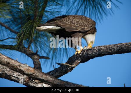 Un aigle à tête blanche perche dans un pin pour terminer des morceaux d'un rongeur qu'il a attrapé, en Floride Banque D'Images