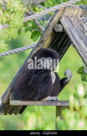 Gibbon à main blanche perches sur son abri. Banque D'Images