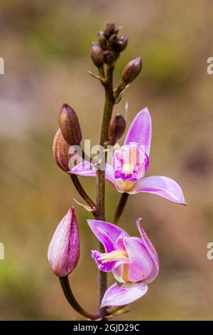 Orchidée rose pin en fleur. Banque D'Images
