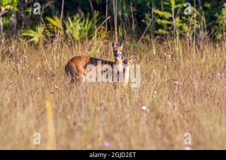 Doe et fauve cerf de Virginie. Banque D'Images