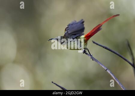 Sunbird à queue de feu (Aethopyga ignicauda). Foto: Magnus Martinsson / TT / 2734 Banque D'Images