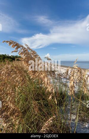 L'avoine dorée, une grande herbe subtropicale, aide à stabiliser les plages et aux protéger des tempêtes érosives. Banque D'Images