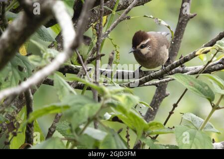 Laughingthrush à gorge blanche. (Pterorhinus albogularis) Foto: Magnus Martinsson / TT / 2734 Banque D'Images