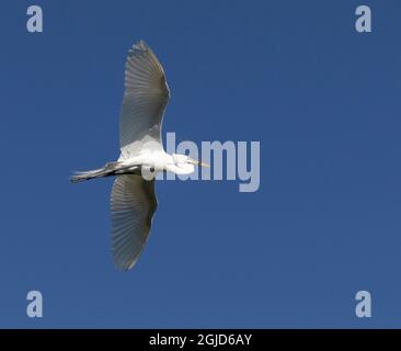 Grande aigrette apportant du matériel de nidification à la rookery, Floride, États-Unis. Banque D'Images