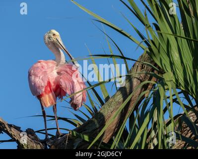 Roseate spoonbill prêing sur la succursale, Floride, États-Unis. Banque D'Images