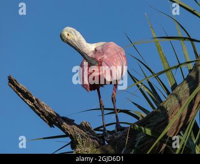 Roseate spoonbill prêing sur la succursale, Floride, États-Unis. Banque D'Images