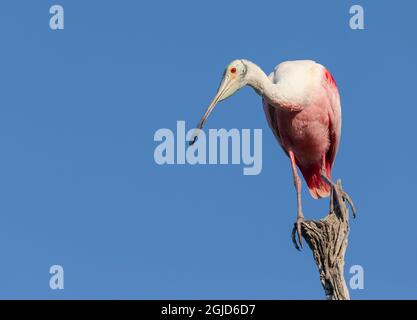 Roseate spoonbill sur la succursale, Floride, États-Unis. Banque D'Images