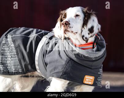 MORA 20200229 chien de dopage Molly, ici au travail à la course de 