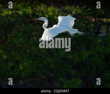 Grande aigrette apportant du matériel de nidification, Wakodahatchee Wetlands, Floride Banque D'Images