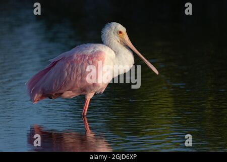 Immature Spoonbill, Ajaia ajaja, réserve naturelle nationale de Merritt Island, Floride Banque D'Images