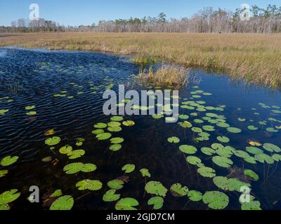 Lily pads dans la réserve de Grassy Waters, une partie des everglades près de West Palm Beach, Floride. Banque D'Images