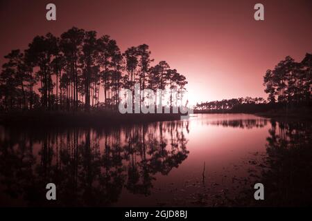 États-Unis, Floride, Parc national des Everglades. Pinelands. Banque D'Images