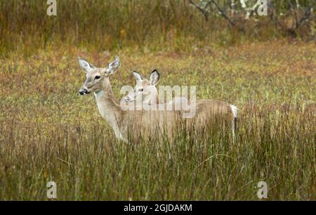 Etats-Unis, Géorgie, Savannah. Cerf dans la forêt de feuillus du parc national de l'île Skidaway. Banque D'Images