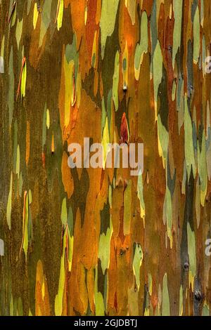 Motif écorce d'eucalyptus arc-en-ciel, Oahu, Hawaï. Banque D'Images